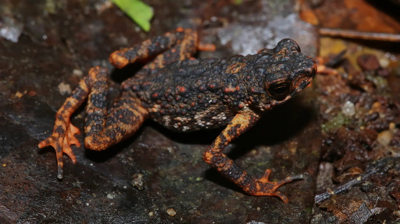 Infernal Stream Toad (Ansonia infernalis), Thai-Malay peninsula